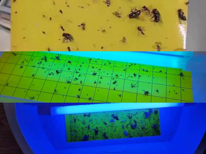 Real onsite fly trapping effect display showing high capture rate on PIB glue boards