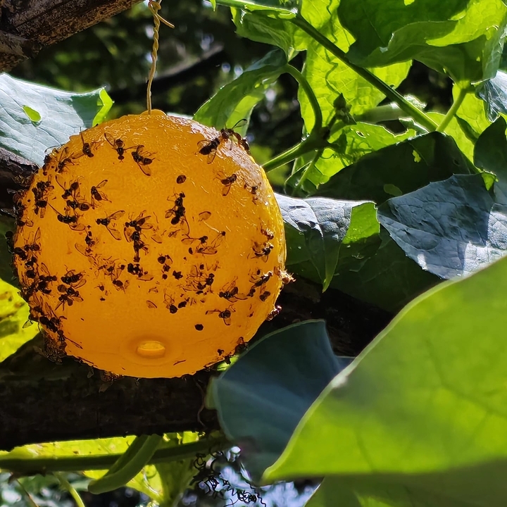 Sticky lure balls deployed in a modern orchard for chemical-free pest control