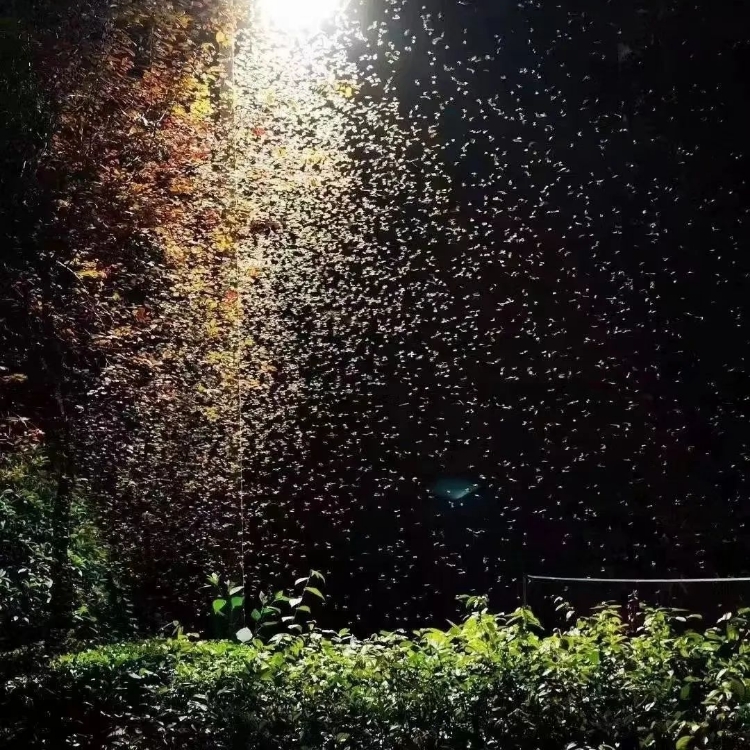 Large numbers of flying insects near farm irrigation ditch