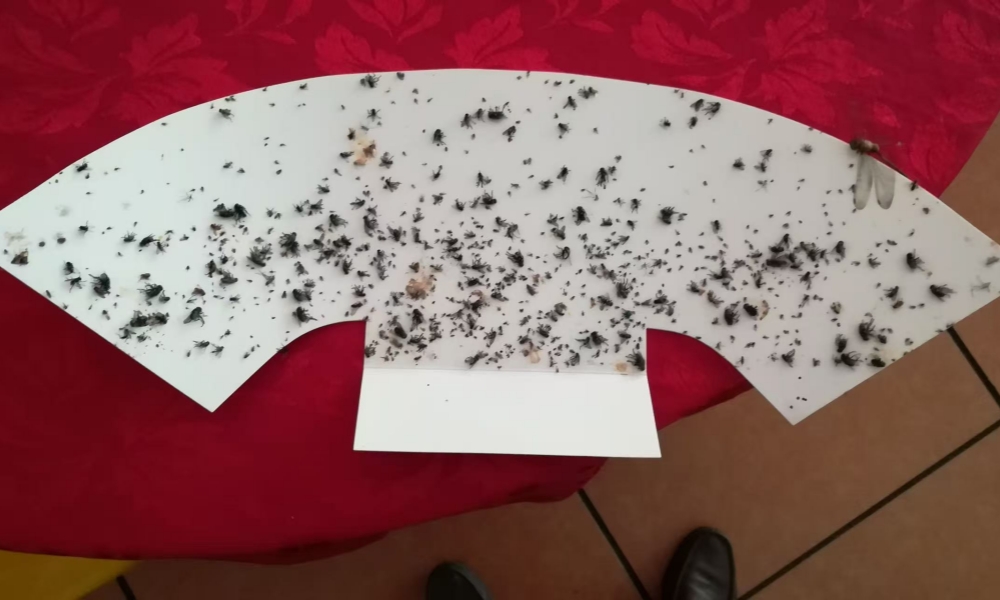 Glue board after 7 days of use showing captured insects