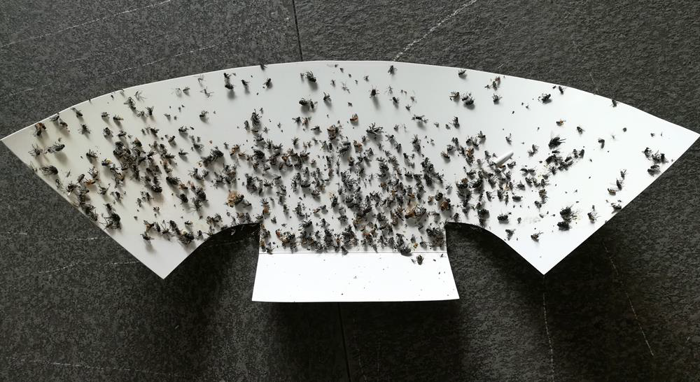 Glue Board