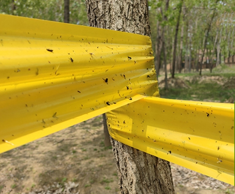 Yellow sticky tape applied on tree trunk in orchard