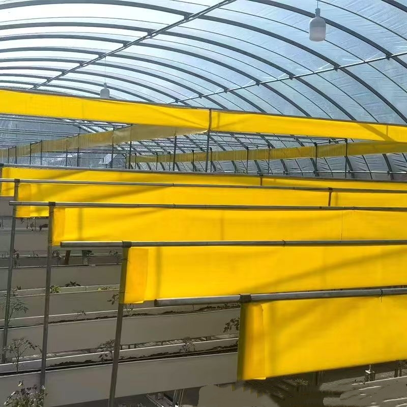 Blue sticky tape used in greenhouse for thrips control