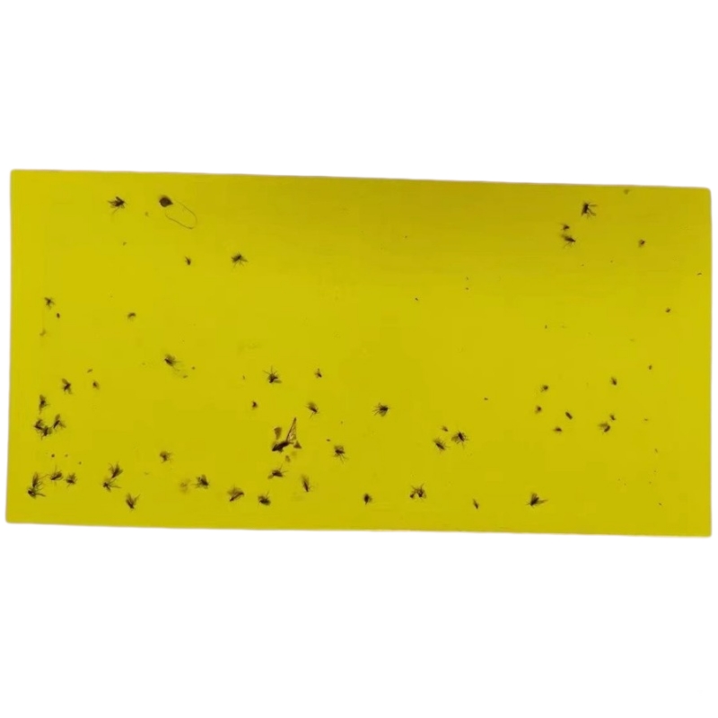 Glue board front