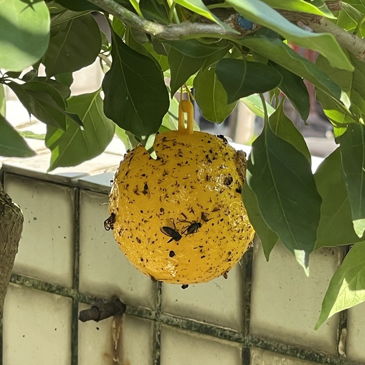 Installed in orchard