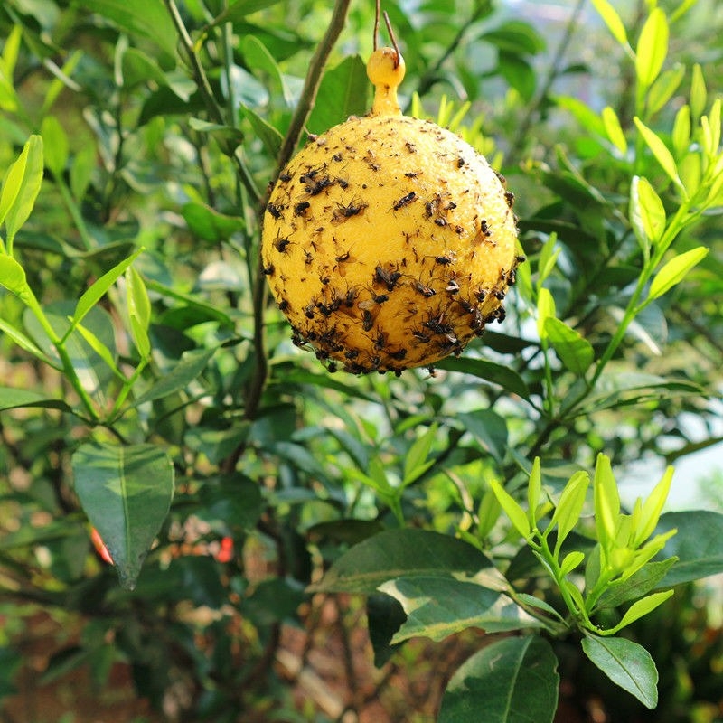 Orchard sticky insect effect