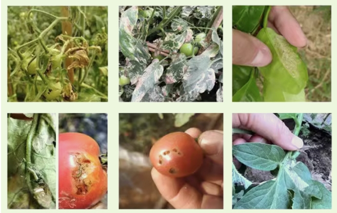 Tomato leaf-miner pheromone trap deployed in tomato field for Tuta absoluta monitoring