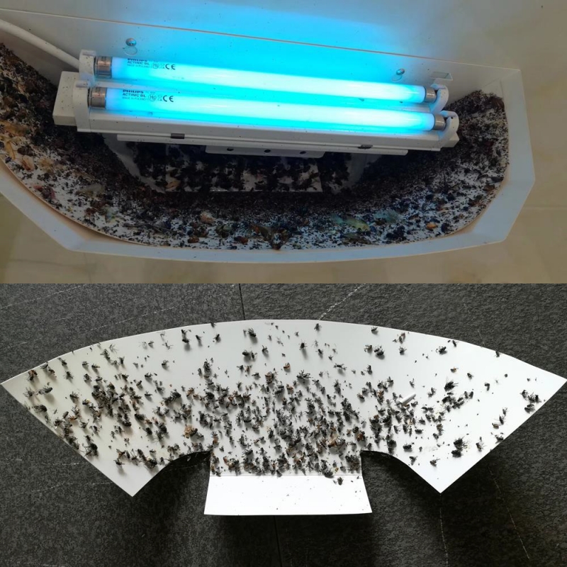 Customer sticky insect real shot